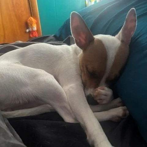Riley thumbnail 3