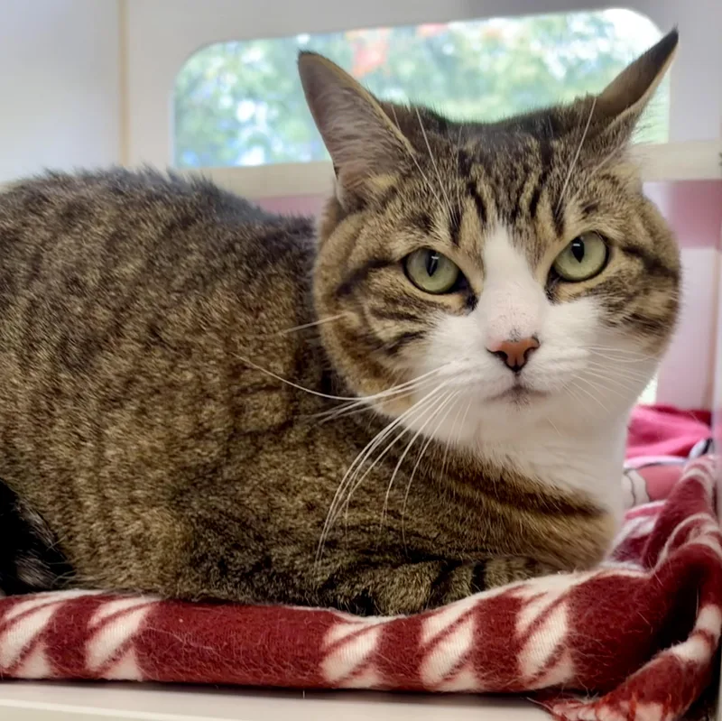 An adult large-sized female Domestic Short Hair cat named Isis for adoption in Reisterstown, MD