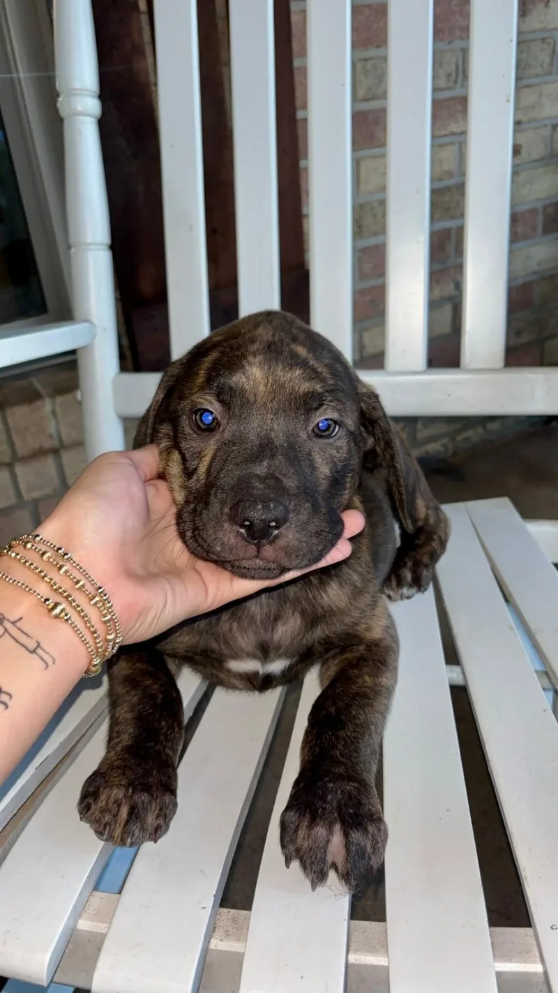 A baby medium-sized female Pit Bull Terrier dog named Sophie for adoption in Mobile, AL