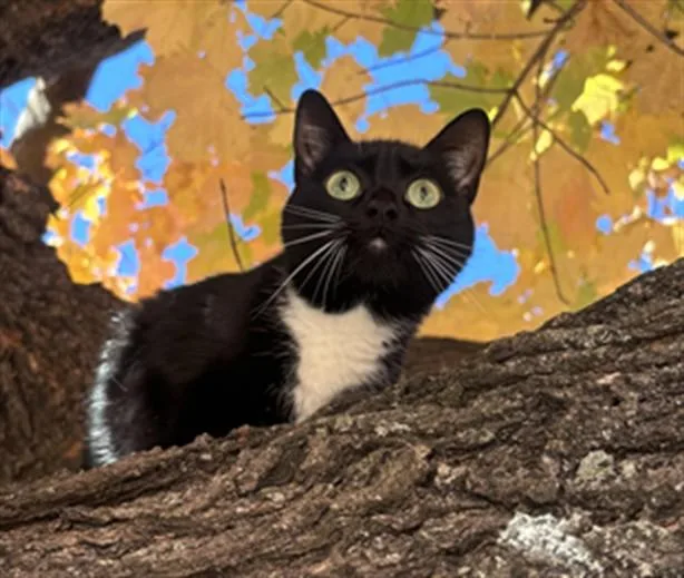 An adult medium-sized female Domestic Short Hair cat named Cherry for adoption in Derwood, MD