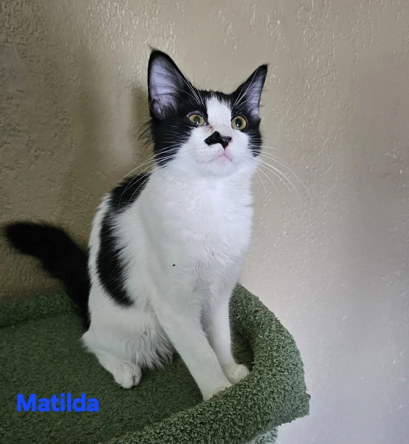 A baby medium-sized female Domestic Medium Hair cat named Matilda for adoption in St. Cloud, FL