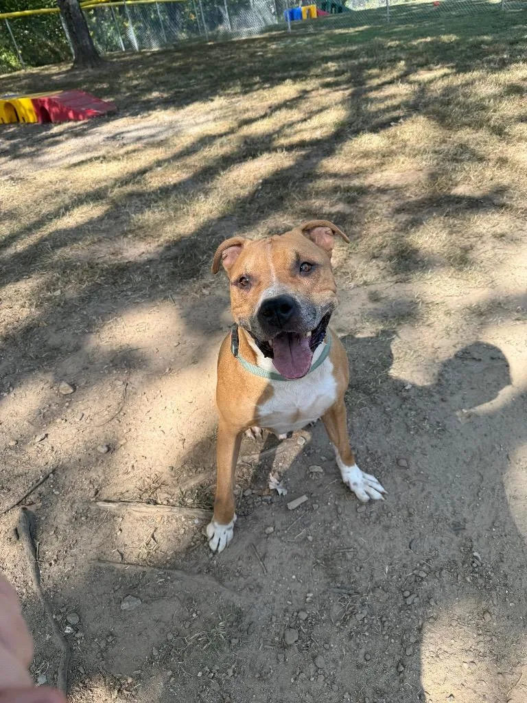 An adult medium-sized male Pit Bull Terrier dog named Scooter for adoption in Mineral, VA