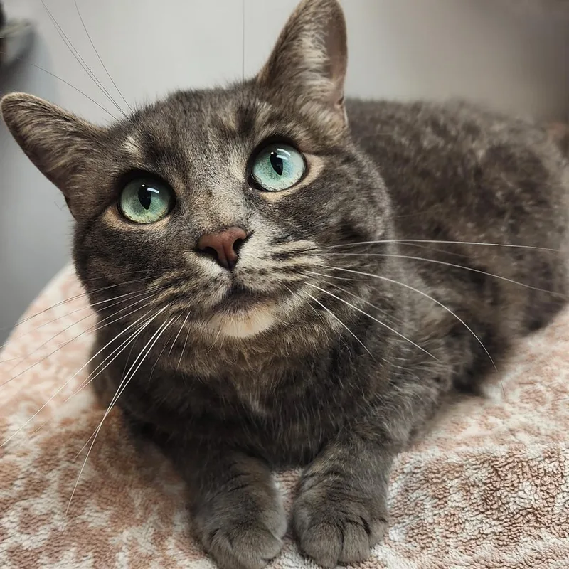 An adult large-sized female Gray / Blue / Silver Domestic Short Hair cat named Coconut Dream for adoption in Graham, WA
