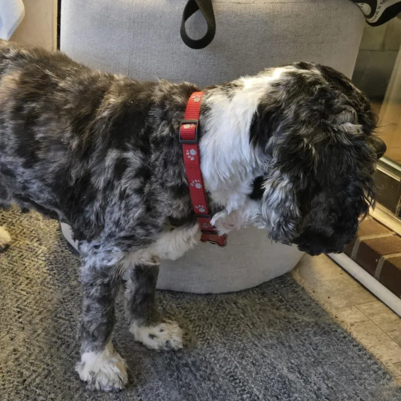 A senior small-sized male Black Cocker Spaniel dog named Hagen for adoption in Lynchburg, VA