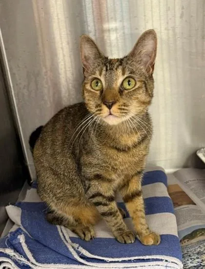 A young small-sized female Black Domestic Short Hair cat named Claire for adoption in Atlanta, GA