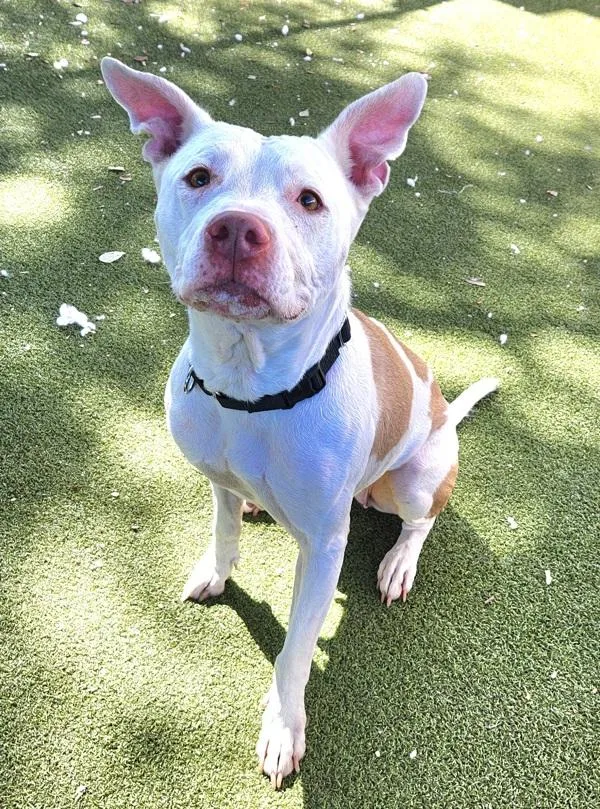 An adult medium-sized female Pit Bull Terrier dog named Anri for adoption in Austin, TX
