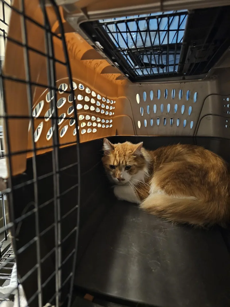 A young medium-sized male Domestic Long Hair cat named Ernie for adoption in Burlington, IA