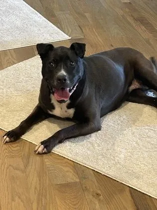 A senior large-sized female Black Pit Bull Terrier dog named Deidre for adoption in Kansas City, MO
