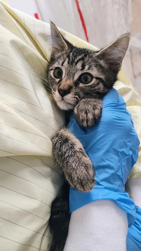 A baby small-sized male Domestic Short Hair cat named Bing Bang for adoption in Grants Pass, OR