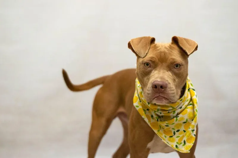 A young medium-sized male Brown / Chocolate Terrier dog named Dante for adoption in Sanford, FL