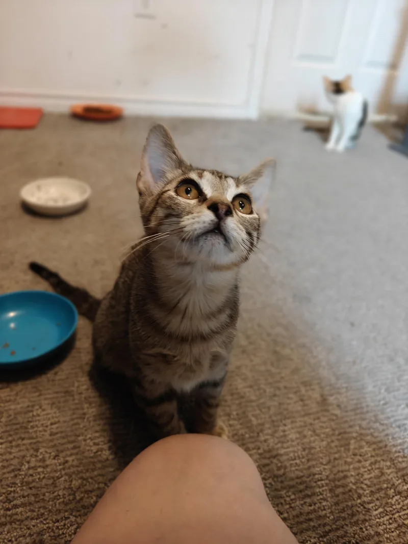 Axel
