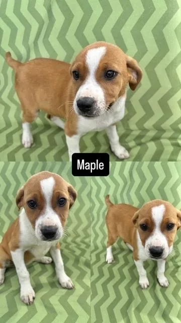 A baby medium-sized female Terrier dog named Maple for adoption in Manchester, CT