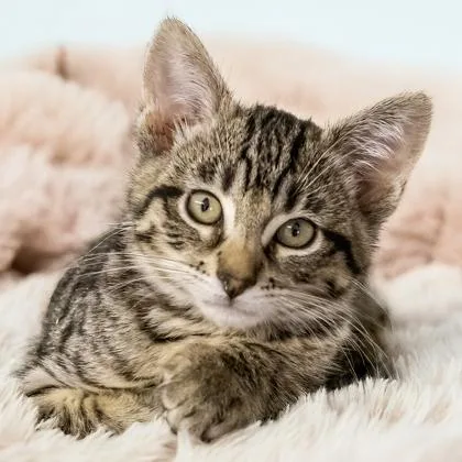 A baby small-sized male Domestic Short Hair cat named Bael for adoption in Camano Island, WA