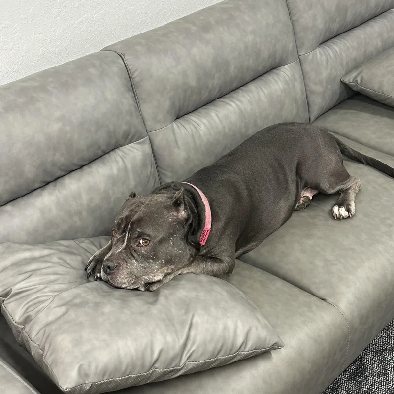 An adult medium-sized female Mixed Breed dog named Sassy for adoption in tampa, FL