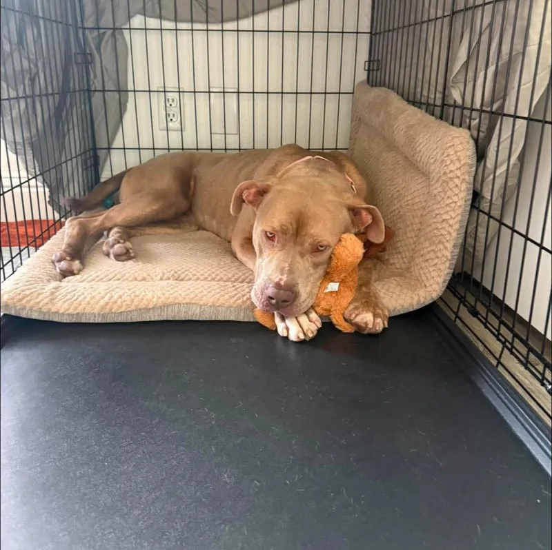 An adult large-sized female Pit Bull Terrier dog named Moxie for adoption in Tracy, CA