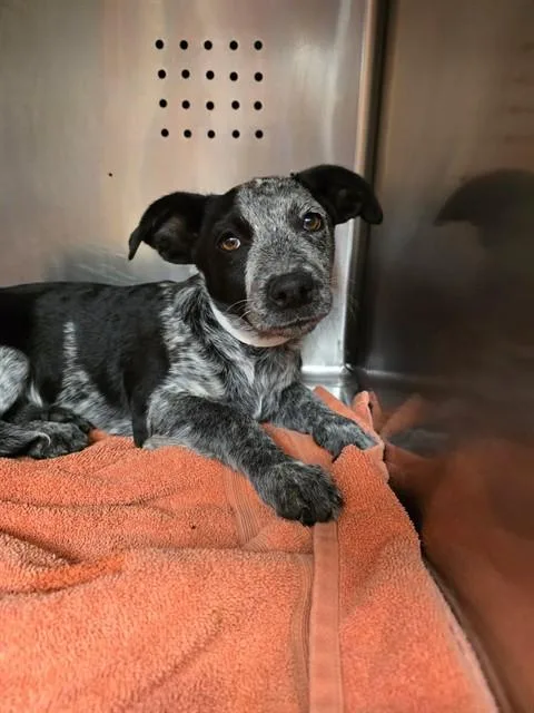 A baby small-sized female Pit Bull Terrier dog named Venus for adoption in Rancho Cucamonga, CA