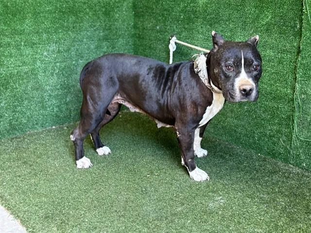 Pepper