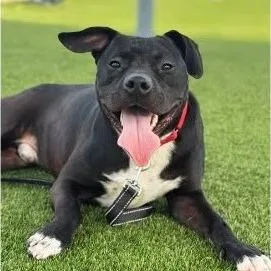 An adult medium-sized male Black Pit Bull Terrier dog named Freddie for adoption in Hope Mills, NC