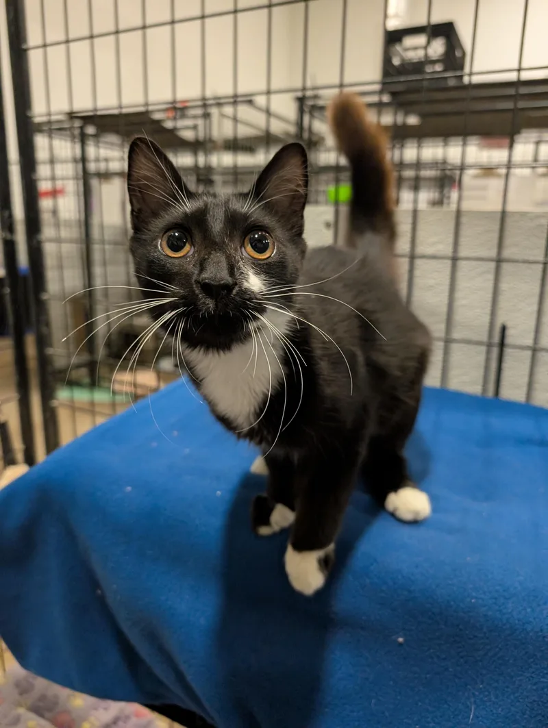 A baby medium-sized male Black & White / Tuxedo Domestic Medium Hair cat named Olympic for adoption in Columbus, OH