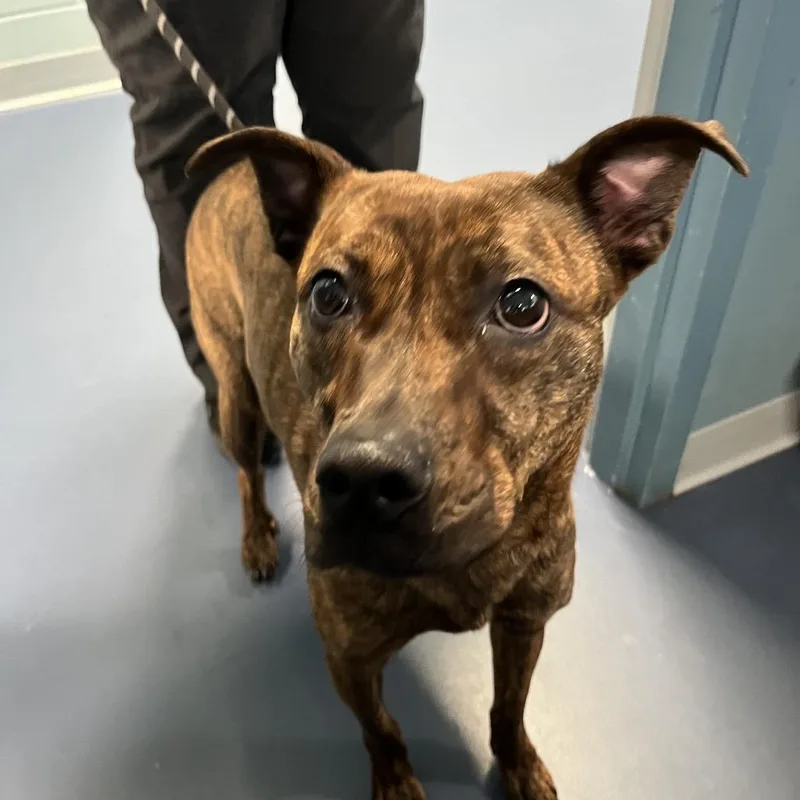 A young medium-sized female Brindle Pit Bull Terrier dog named Lily for adoption in Greensboro, NC