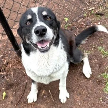 An adult medium-sized male Black Labrador Retriever dog named Lyle for adoption in Birmingham, AL