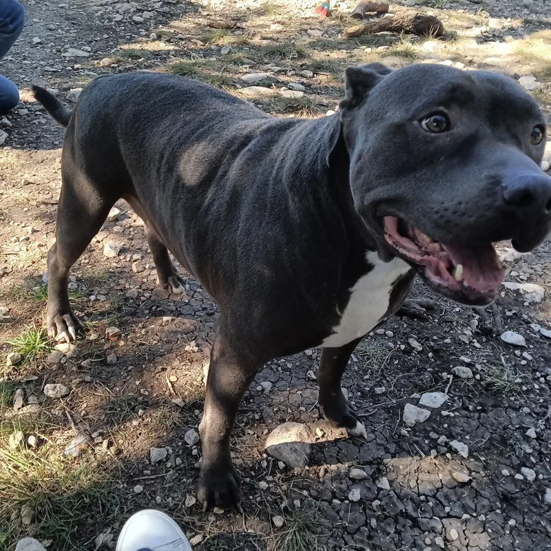 An adult large-sized male Pit Bull Terrier dog named CESAR > Bleeding Heart for adoption in Spring, TX
