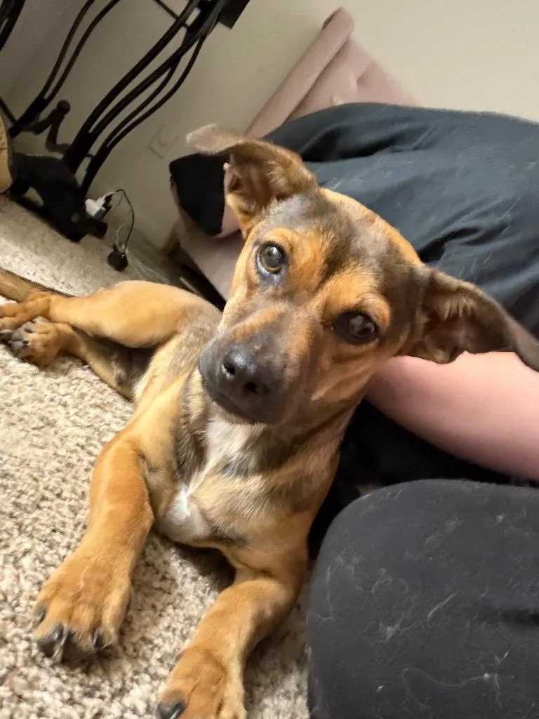 A baby small-sized male Dachshund dog named Emmett for adoption in Bossier City, LA