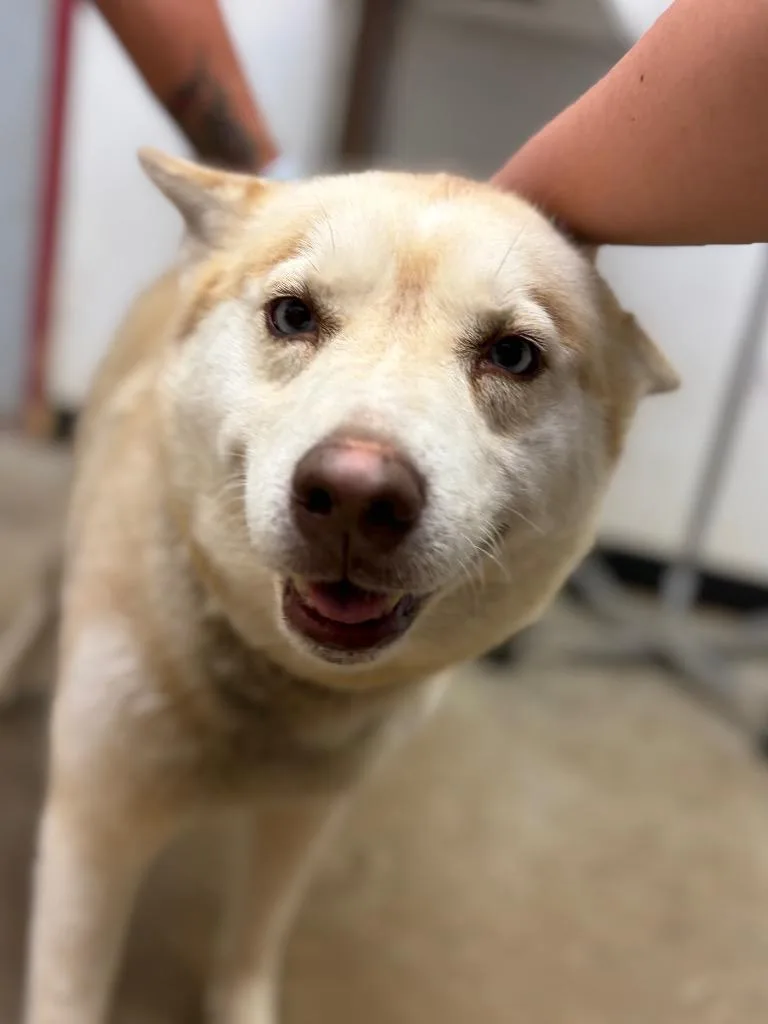 An adult large-sized female Siberian Husky dog named Loba for adoption in Lockhart, TX