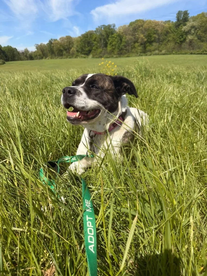 An adult medium-sized female White / Cream Pit Bull Terrier dog named Opal for adoption in Dillsburg, PA