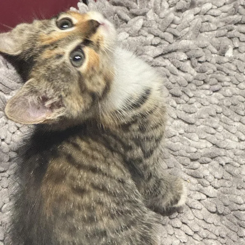 A baby small-sized female Torbie Domestic Short Hair cat named Rosalind for adoption in North Branford, CT