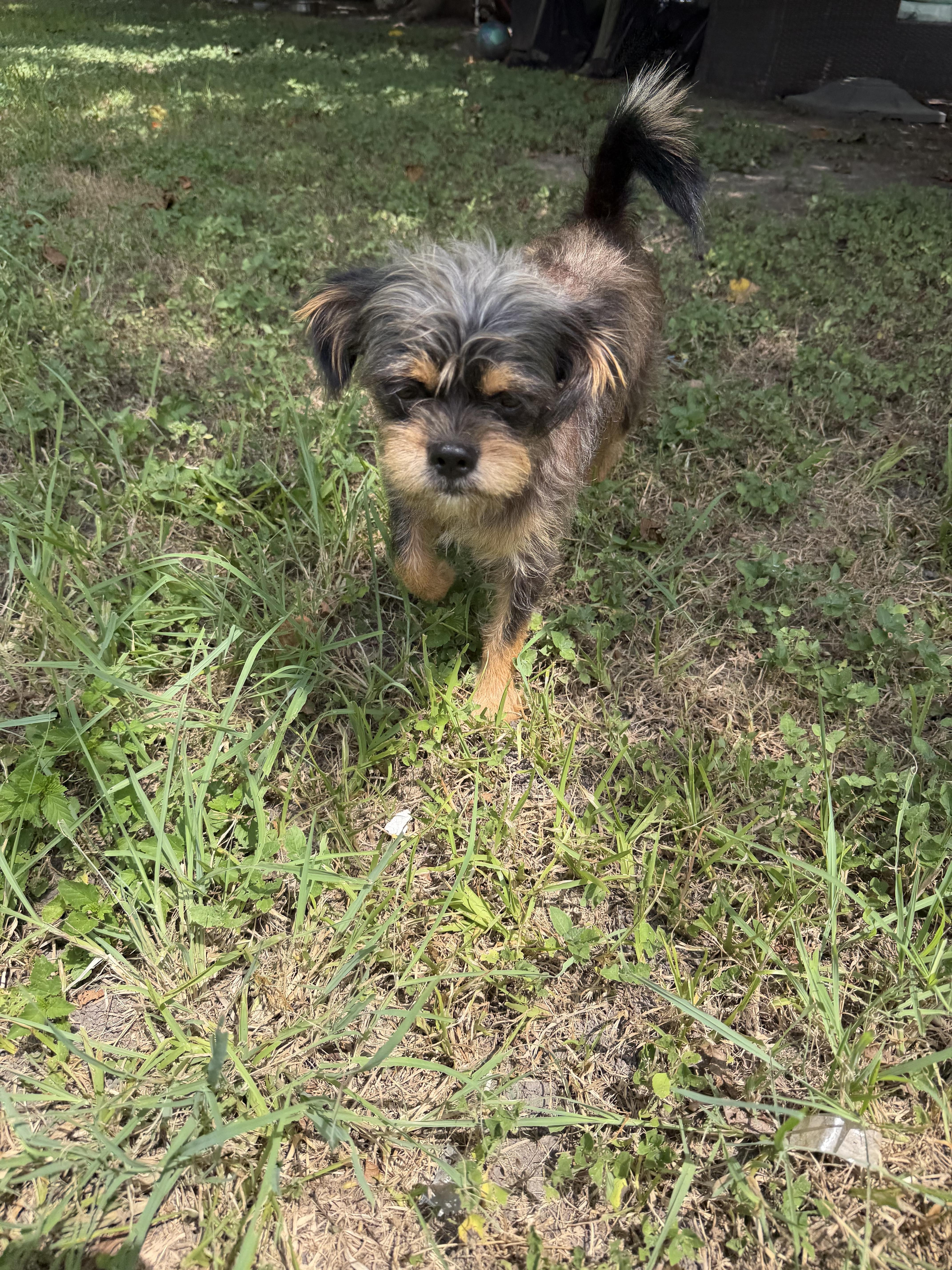 A young small-sized male Pug dog named Mojo Local Aug for adoption in Louise, TX