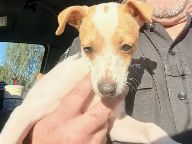 A baby small-sized male Terrier dog named A for adoption in Woodland, CA