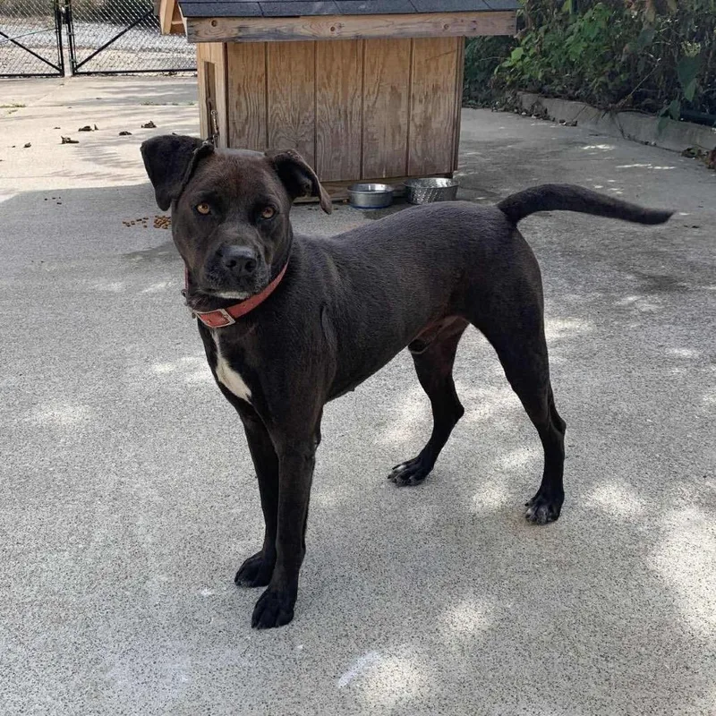 A senior small-sized male Black Mixed Breed dog named Chance for adoption in Inwood, WV