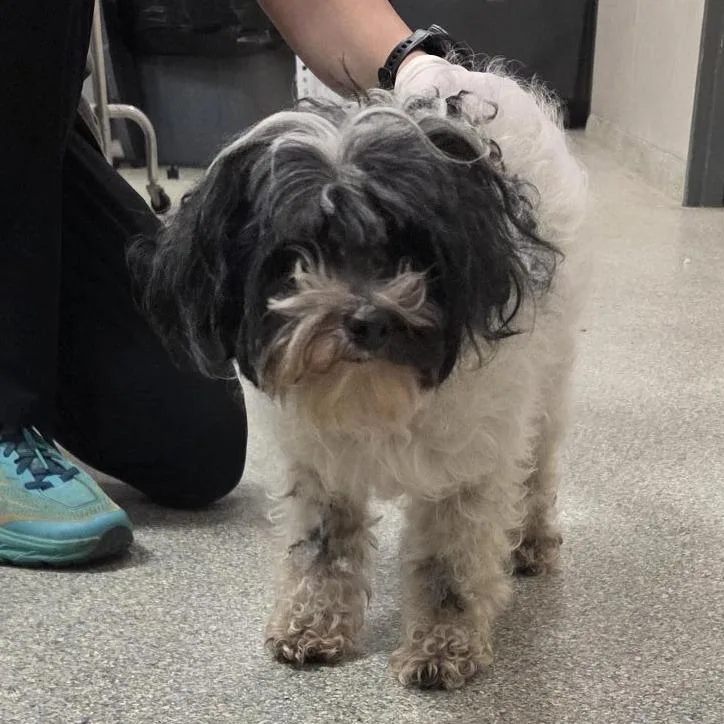 A senior small-sized female White / Cream Mixed Breed dog named Sophie for adoption in Jacksonville, FL
