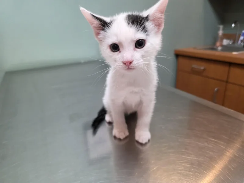A baby medium-sized female Black & White / Tuxedo Domestic Short Hair cat named Olives for adoption in Manchester, CT