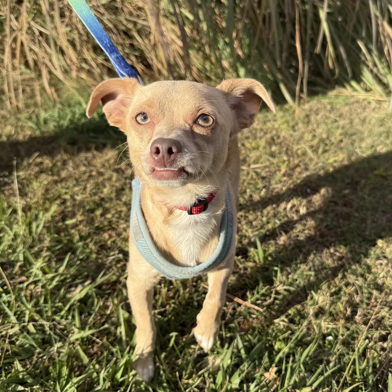 Phoenix Del Fuego thumbnail 2