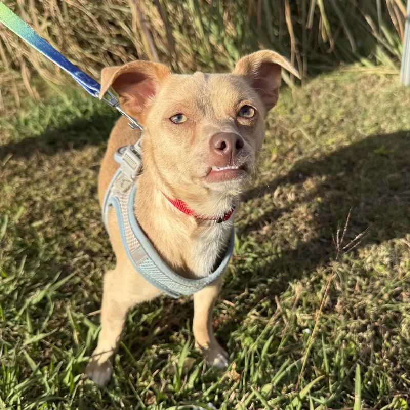 Phoenix Del Fuego thumbnail 3