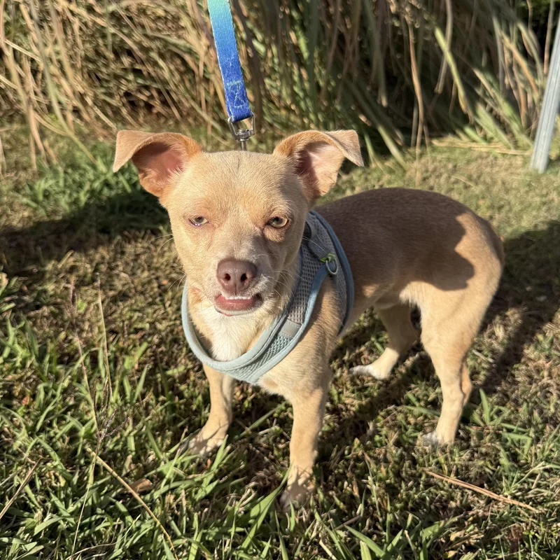 Phoenix Del Fuego thumbnail 4