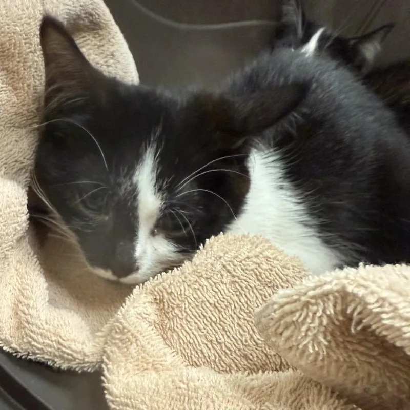 A baby small-sized female Domestic Short Hair cat named Sailboat for adoption in Pittsburgh, PA