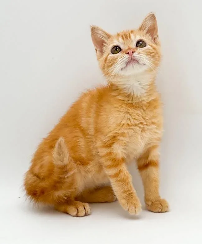 Peaches is DEFINITELY purrfect