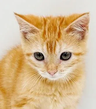 Peaches is DEFINITELY purrfect thumbnail 2