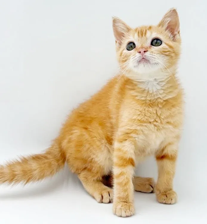 Peaches is DEFINITELY purrfect thumbnail 3