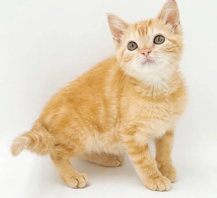 Peaches is DEFINITELY purrfect thumbnail 4