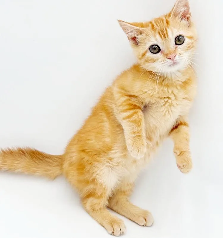 Peaches is DEFINITELY purrfect thumbnail 5