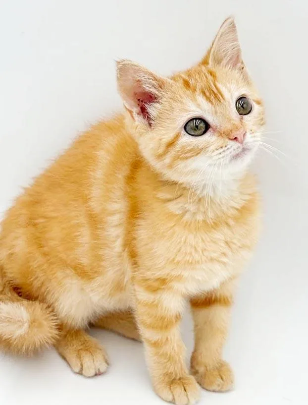 Peaches is DEFINITELY purrfect thumbnail 6