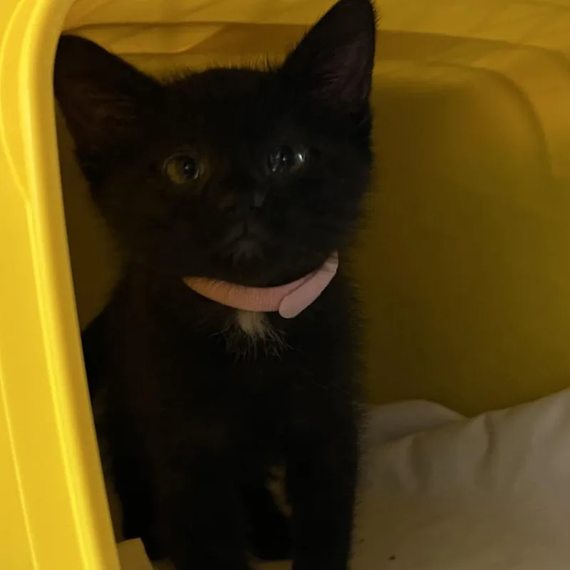A young small-sized female Black Domestic Short Hair cat named Boudica for adoption in Manhattan, KS