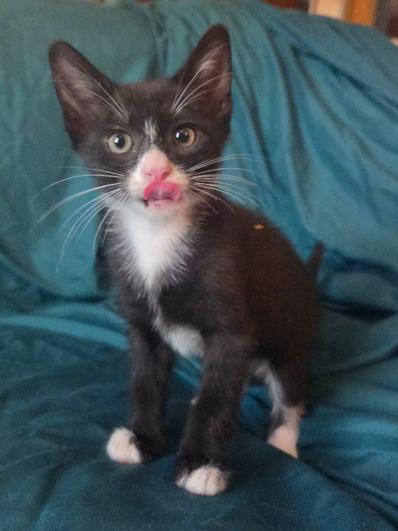 A baby small-sized male Black & White / Tuxedo Domestic Short Hair cat named Garbanzo for adoption in Raleigh, NC