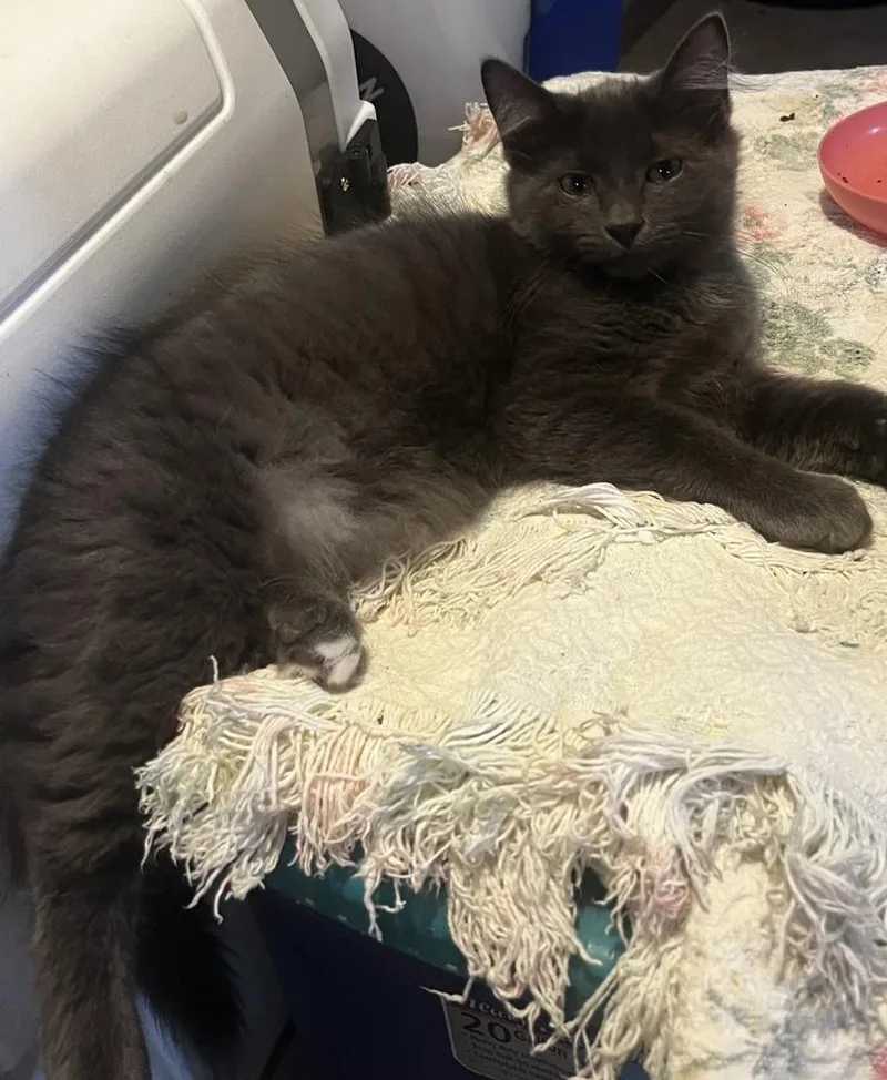 A baby small-sized male Domestic Medium Hair cat named Fava for adoption in Duxbury, MA