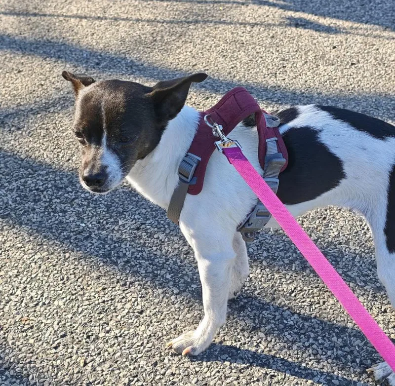 An adult small-sized female Rat Terrier dog named Sasha for adoption in Brooklyn, NY