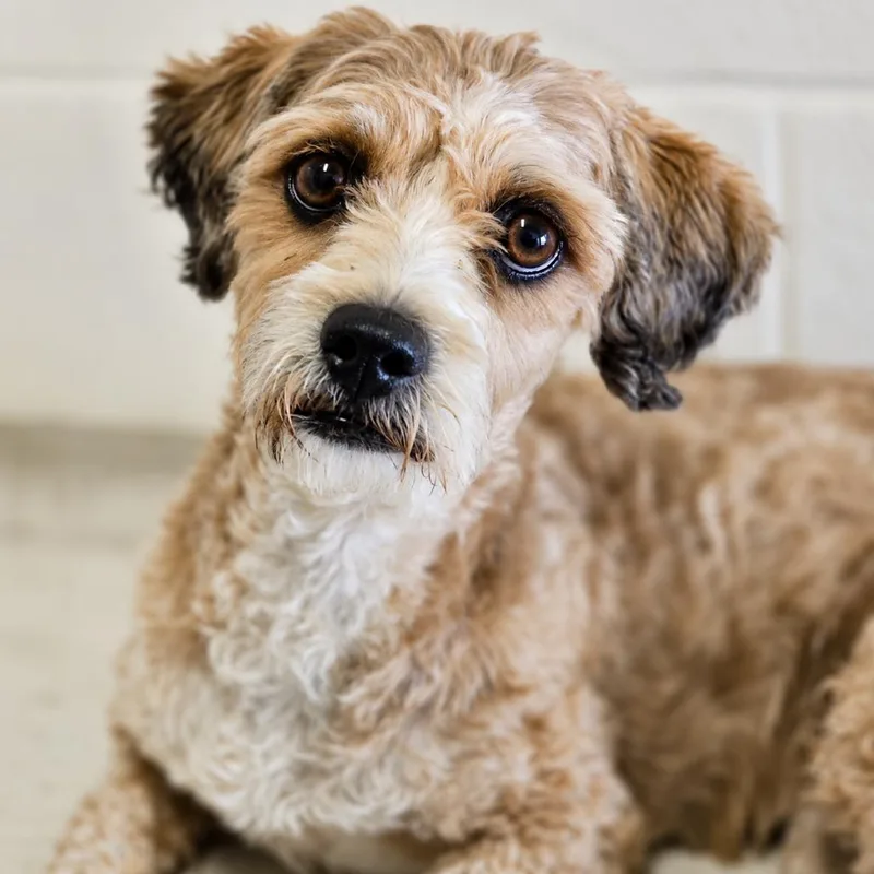 An adult small-sized female Yellow / Tan / Blond / Fawn Poodle dog named Angela for adoption in Wickenburg, AZ